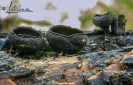 Aportaciones al conocimiento de la micobiota de la Sierra de O Courel (Lugo, España): Donadinia helvelloides